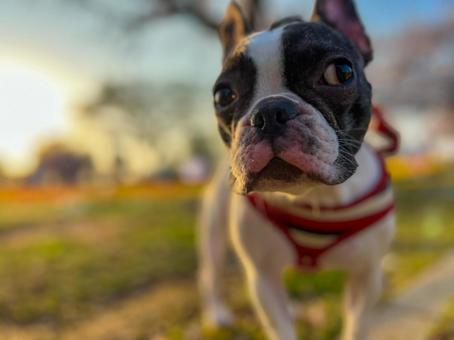 夕日と犬（フレブル）_1 犬,フレブル,frenchbulldogの写真素材
