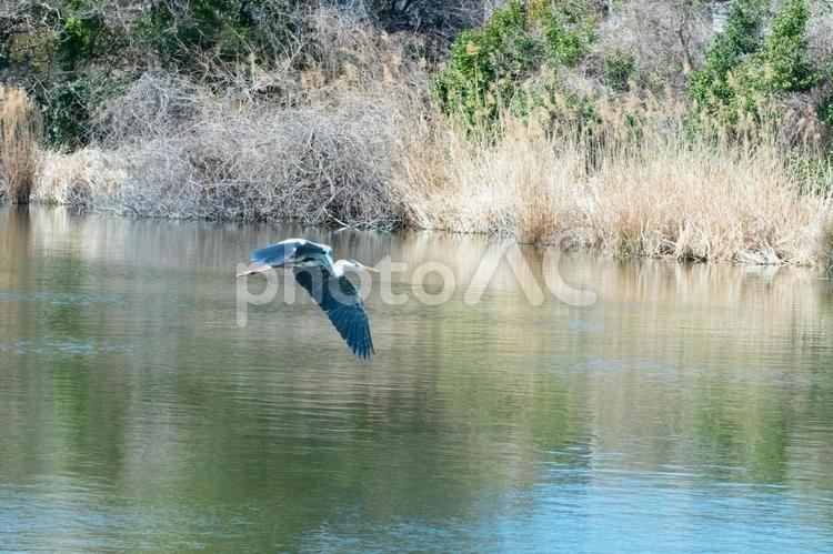 水面を舞うアオサギ アオサギ,鳥,野鳥の写真素材
