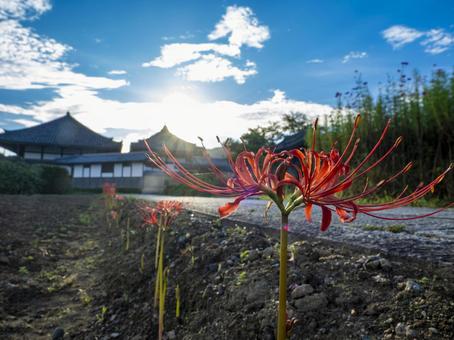 Asukadera Temple and cluster amaryllis at dawn, JPG