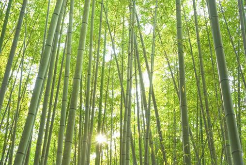 京都嵐山 竹林の小径の自然美 竹林の小径,竹林,竹の写真素材