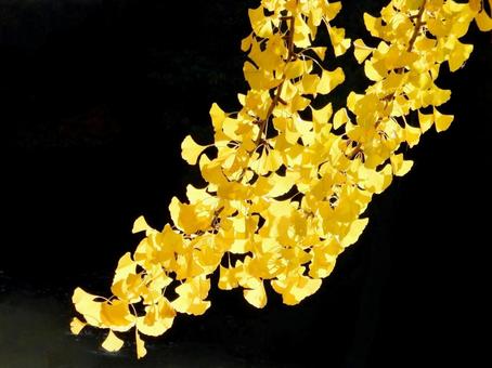 【紅葉写真】イチョウの黄葉 イチョウ,銀杏,黄葉の写真素材