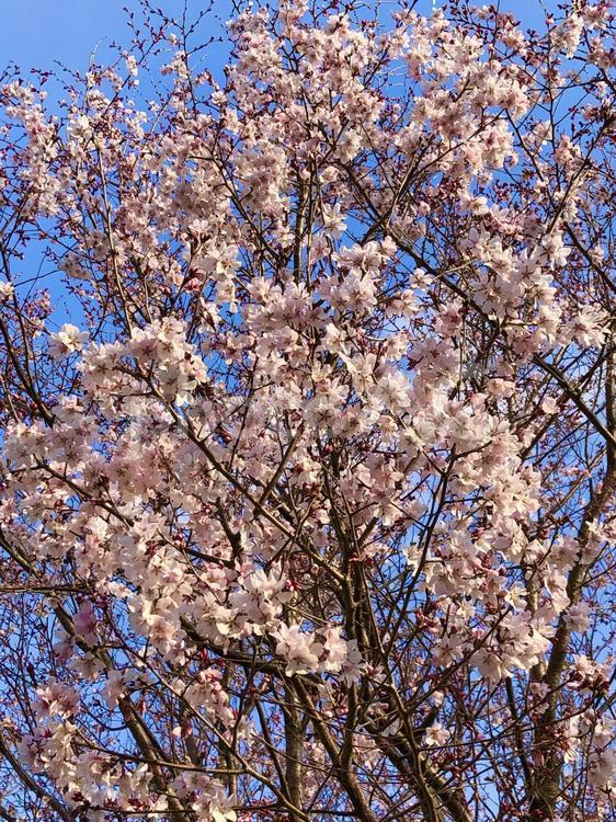 桜の木と青空2 桜,木,桜の木の写真素材