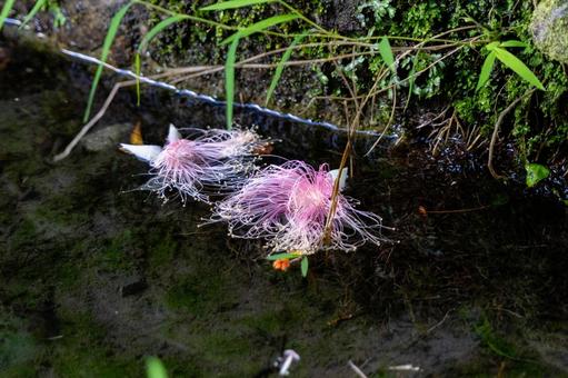 奄美大島　水面に浮かぶサガリバナの写真