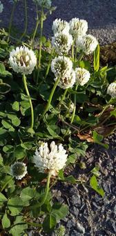 White clover 2, JPG