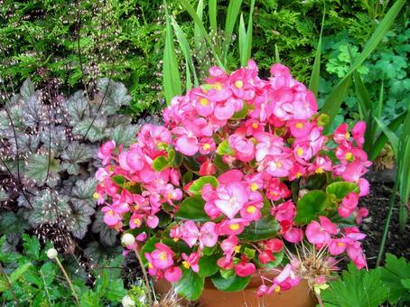 ピンクの花4 ピンクの花4 フラワー,ベゴニア,庭の写真素材