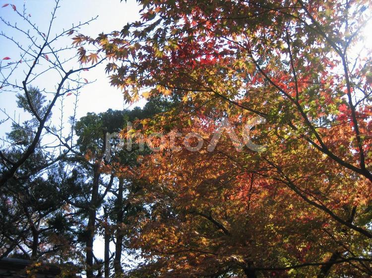 京都　秋の風景　紅葉 京都,秋,紅葉の写真素材