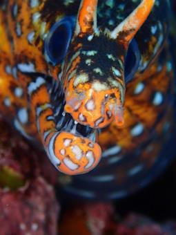 トラウツボ トラウツボ トラウツボ,ウツボ,ダイビングの写真素材