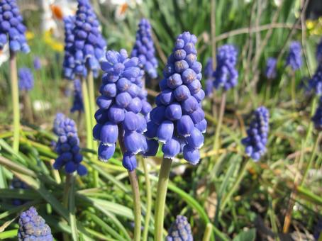 ムスカリ・Grape hyacinth ムスカリ・Grape hyacinthの写真