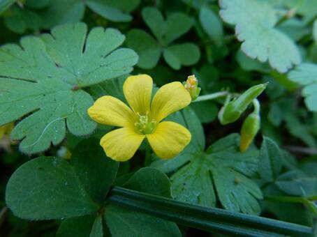 【花の写真】カタバミ カタバミ,片喰み,黄色の写真素材