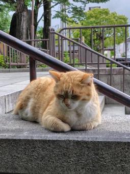 猫 猫の写真