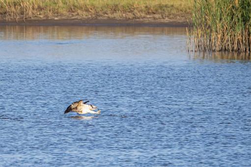 ミサゴ(82) 鳥,ミサゴ,ウオタカの写真素材