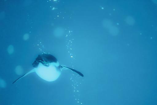 ペンギンのおしり ペンギンのおしり ペンギン,鳥類,マゼランペンギンの写真素材