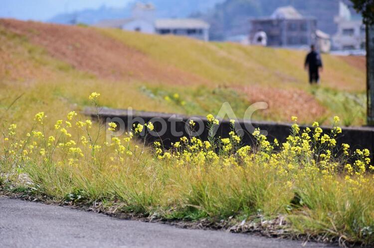 菜の花と散歩する人 菜の花,人物,風景の写真素材