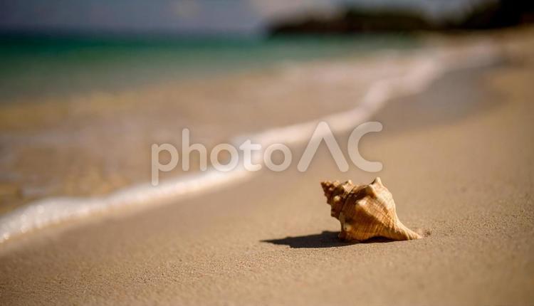 美しい海辺の砂浜の巻貝 海,波,海辺の写真素材