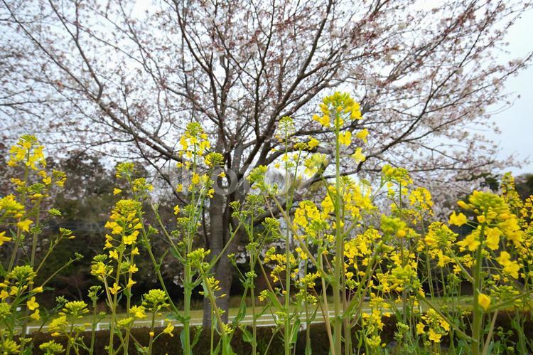 菜の花と桜 菜の花,花,黄色の写真素材