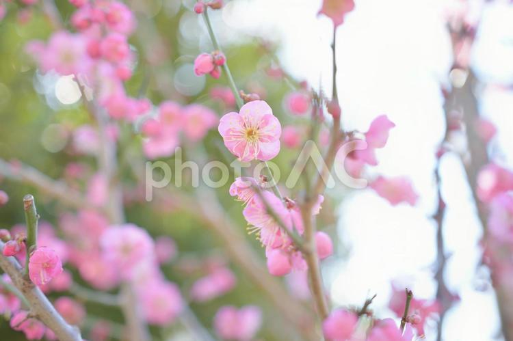 植物　花　梅園の梅の花 植物,花,梅の写真素材
