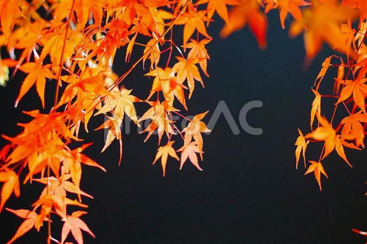 ライトアップされたもみじ 紅葉,もみじ,秋の写真素材