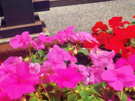 道端の可憐な花々の写真