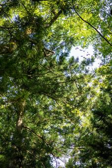 新緑の森を見上げて 自然,森,木々の写真素材