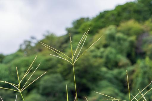 秋空に伸びるメヒシバの穂 秋空に伸びるメヒシバの穂 メヒシバ,穂,草の写真素材