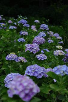 雨に濡れて咲く あじさい,花,アジサイ科の植物の写真素材