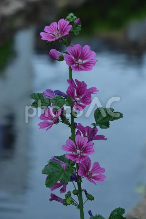 気高く威厳に満ちた花 タチアオイ,花,アオイ科の植物の写真素材