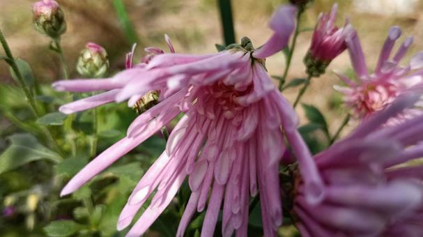 紫の食用菊・もってのほか 菊,食用菊,もってのほかの写真素材