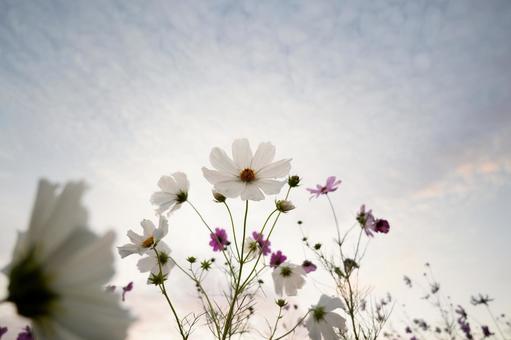 朝焼けの淡い空に浮かぶ白いコスモス 秋桜,花畑,群生の写真素材