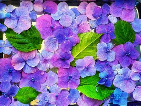 あじさいの花模様 あじさいの花模様の写真