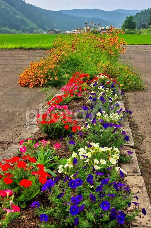 花壇のある風景 花壇,風景,花の写真素材
