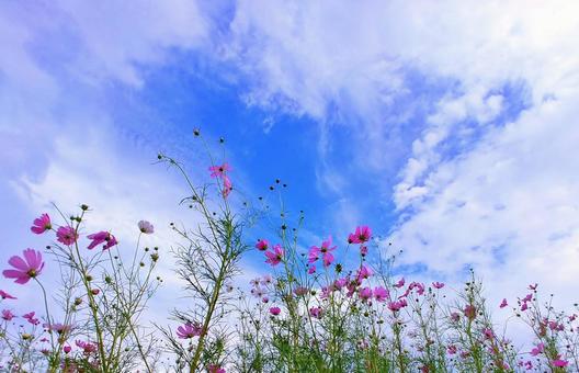 秋の風景/秋の空雲とピンクの秋桜の花 秋桜,花畑,秋の写真素材