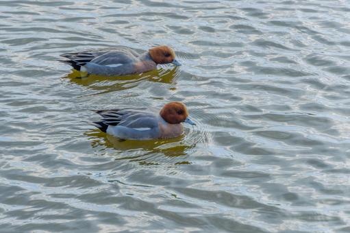 水鏡に浮かぶヒドリガモ 水鏡に浮かぶヒドリガモ ヒドリガモ,鳥,野鳥の写真素材