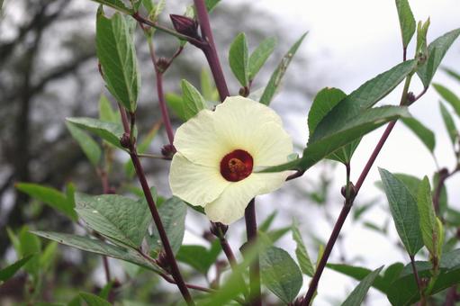 ハーブ ローゼルの花 ハーブ ローゼルの花の写真