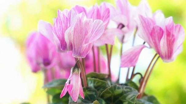 シクラメン-146 シクラメン,ガーデンシクラメン,クレヨンの写真素材