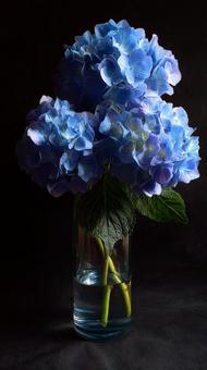 透明な花瓶に生けられた青いアジサイ 透明な花瓶に生けられた青いアジサイの写真