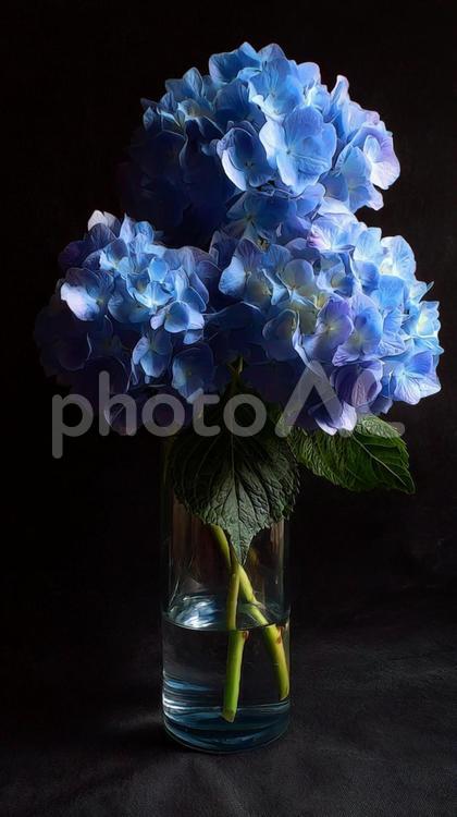 透明な花瓶に生けられた青いアジサイ アジサイ,紫陽花,花の写真素材