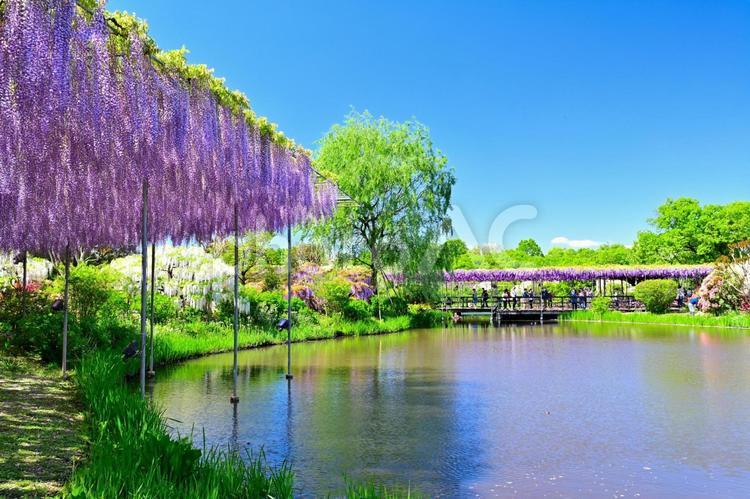 藤の花（栃木あしかがフラワーパーク） 藤,フジ,藤の花の写真素材