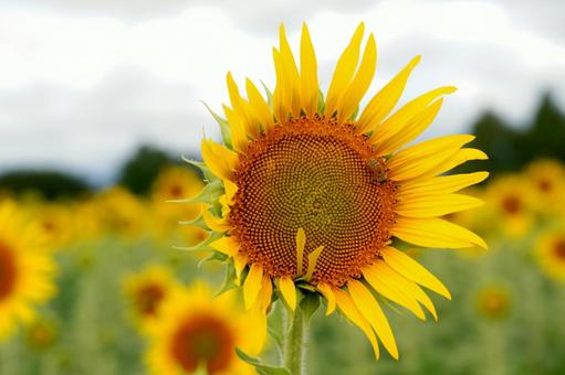 ひまわり畑に咲く花 ひまわり畑に咲く花 コピースペース,背景素材,テクスチャの写真素材