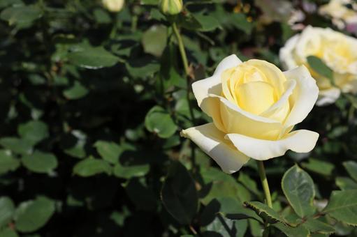 バラ園にて黄色い薔薇を撮った写真 バラ園にて黄色い薔薇を撮った写真の写真