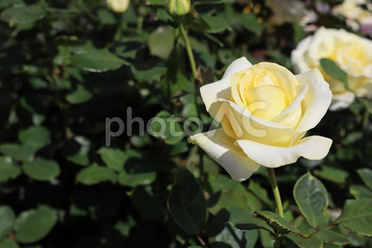 バラ園にて黄色い薔薇を撮った写真 花,薔薇,自然の写真素材