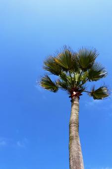 南国の木 南国,木,ヤシの写真素材