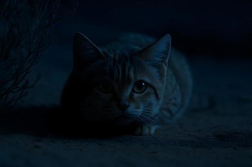 星夜のスナネコ 星夜のスナネコの写真