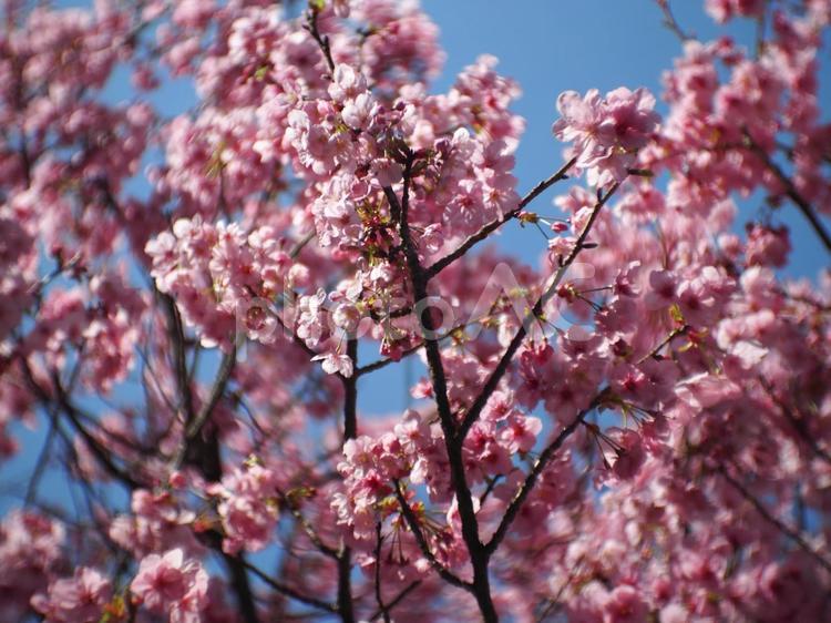桜の花をオールドレンズで撮影09 桜の花,さくらの花,春の花の写真素材