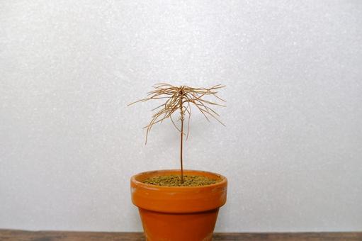 一本の枯れたミニ盆栽 赤松 一本,盆栽,枯れの写真素材