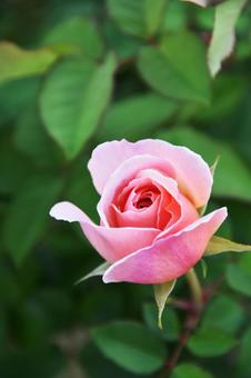 薔薇 薔薇の写真