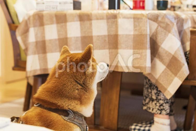 おばあちゃんを見上げておねだりする柴犬 柴犬,しばいぬ,日本犬の写真素材