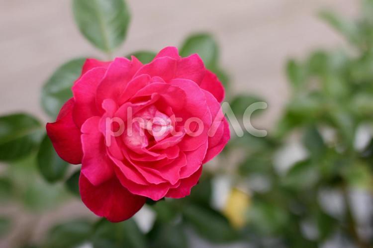 赤いバラ お花,とげ,ばらの写真素材