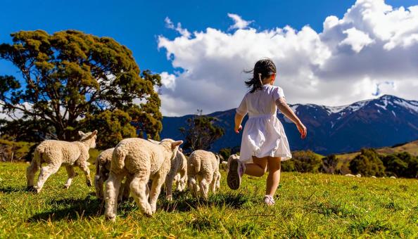 牧場の羊、走る女の子 牧場の羊、走る女の子の写真