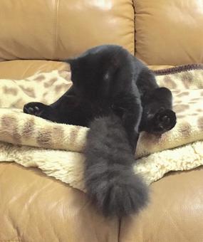 しっぽ しっぽの写真