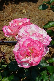 荒牧バラ園658　ニコールの写真